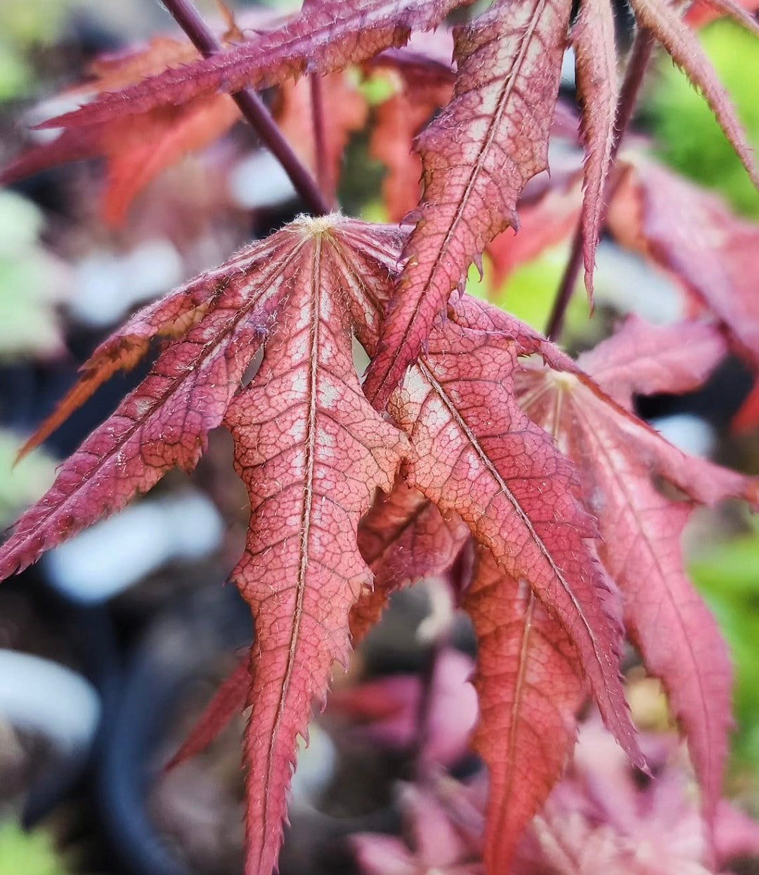 Acer Palmatum 'Celebration'