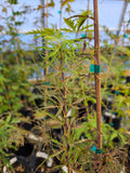 Acer Palmatum 'Pung Kil'