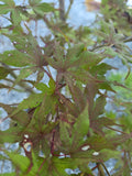 Acer Palmatum 'Purple Ghost'