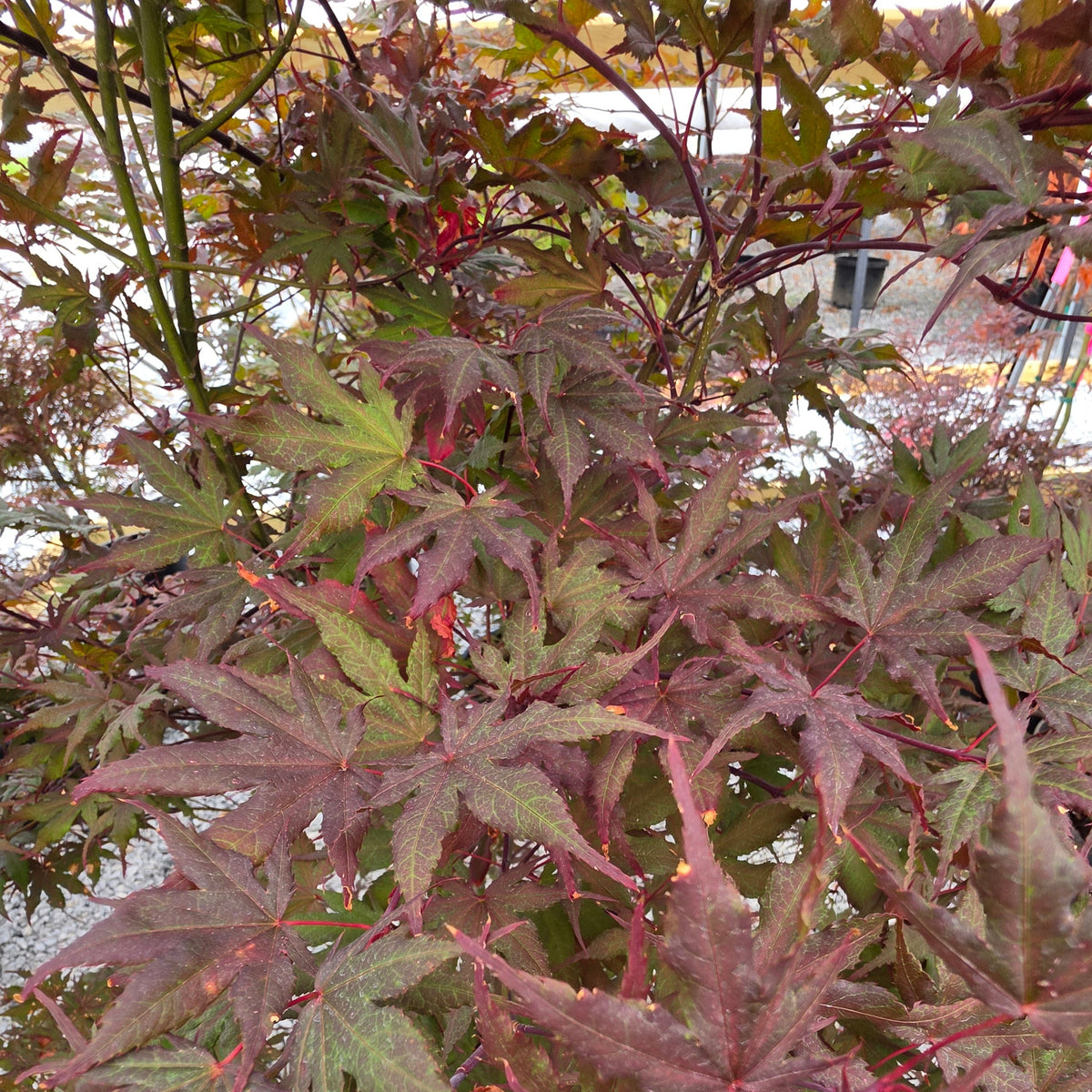 Acer Palmatum 'Purple Ghost'