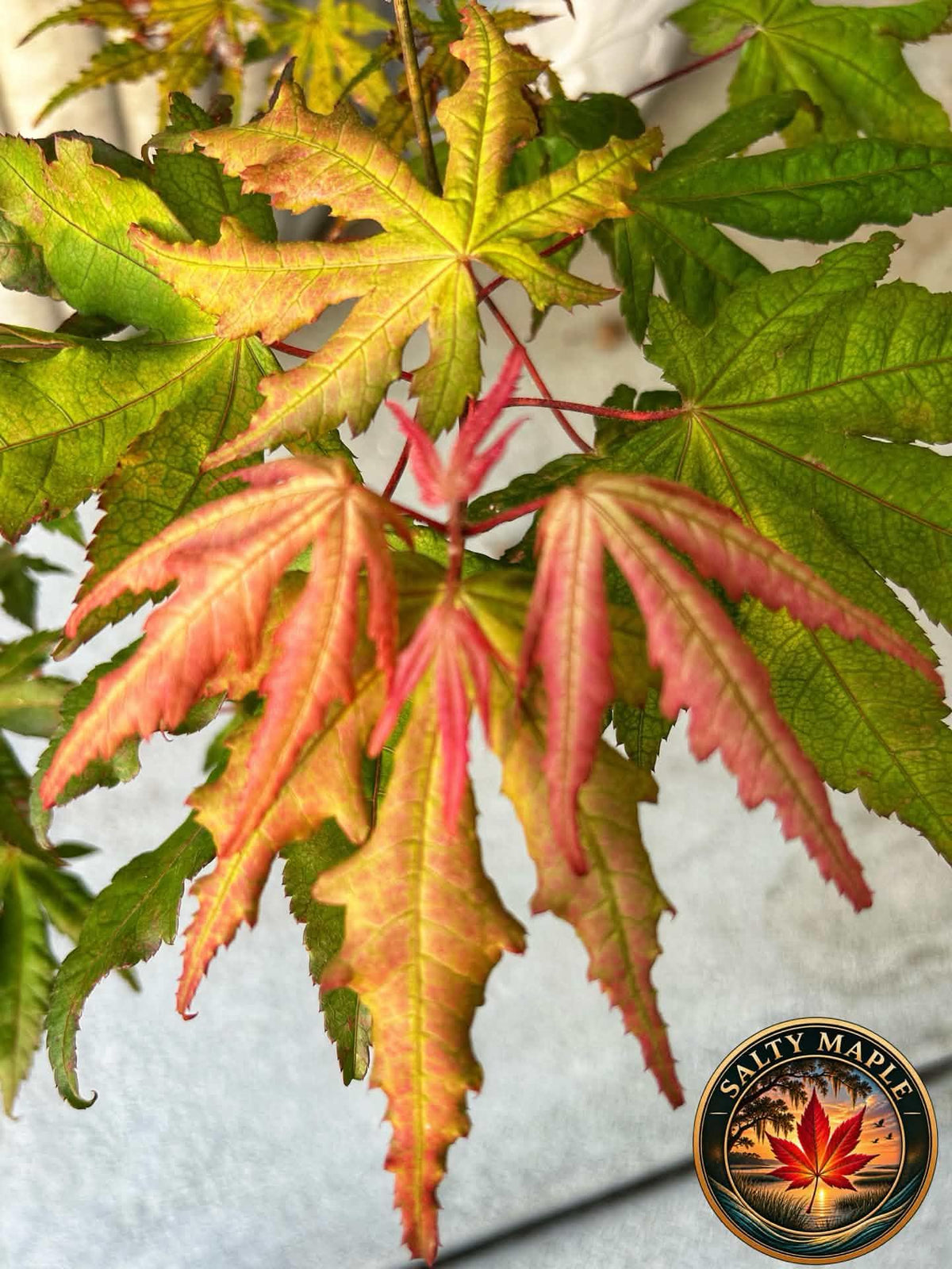 Acer Palmatum 'Strawberry Spring'