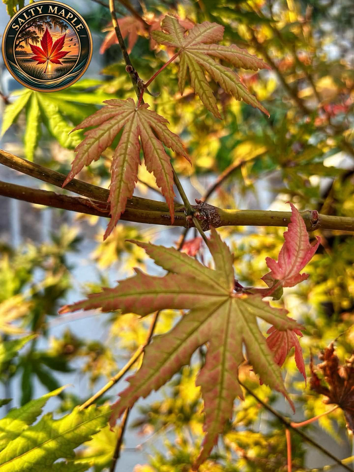 Acer Palmatum 'Strawberry Spring'