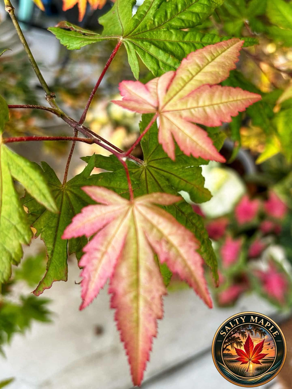 Acer Palmatum 'Strawberry Spring'