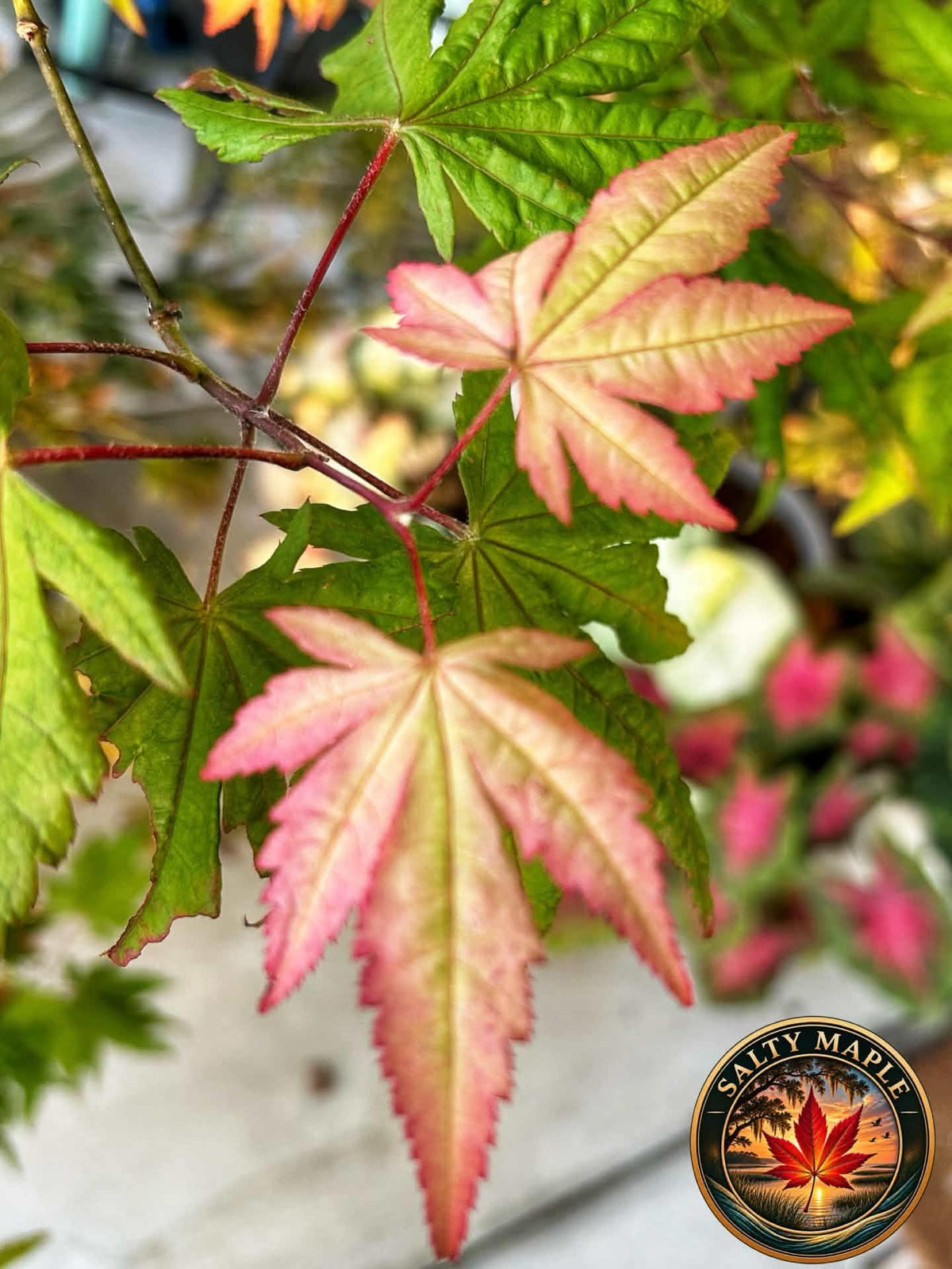 Acer Palmatum 'Strawberry Spring'