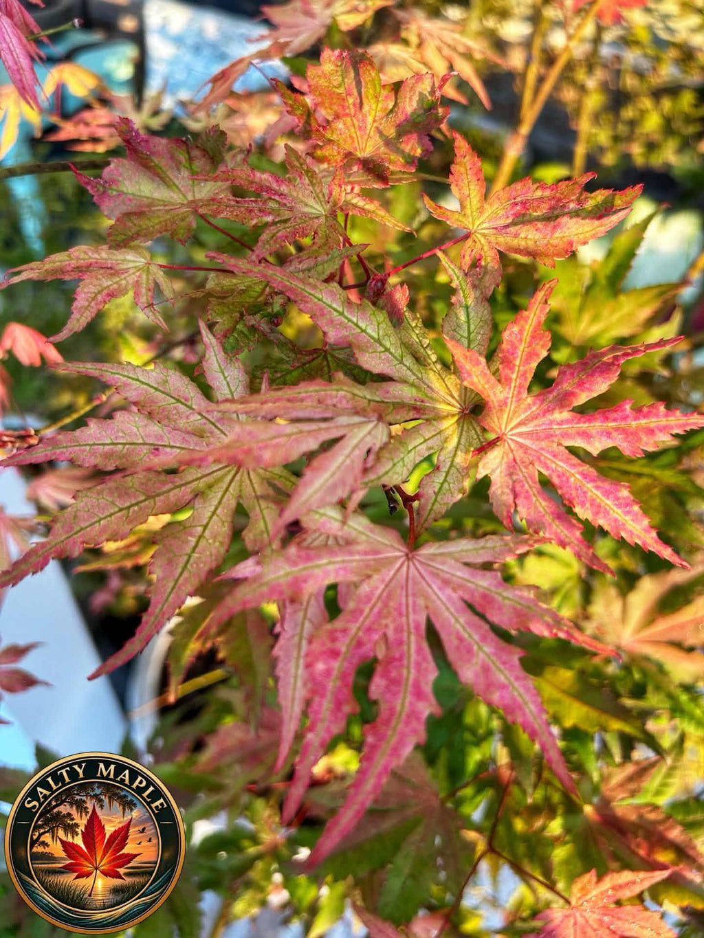 Acer Palmatum 'Strawberry Spring'
