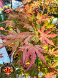 Acer Palmatum 'Strawberry Spring'