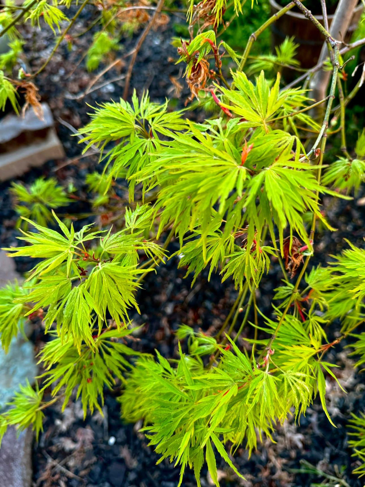 Acer Palmatum Dissectum 'Viridis'