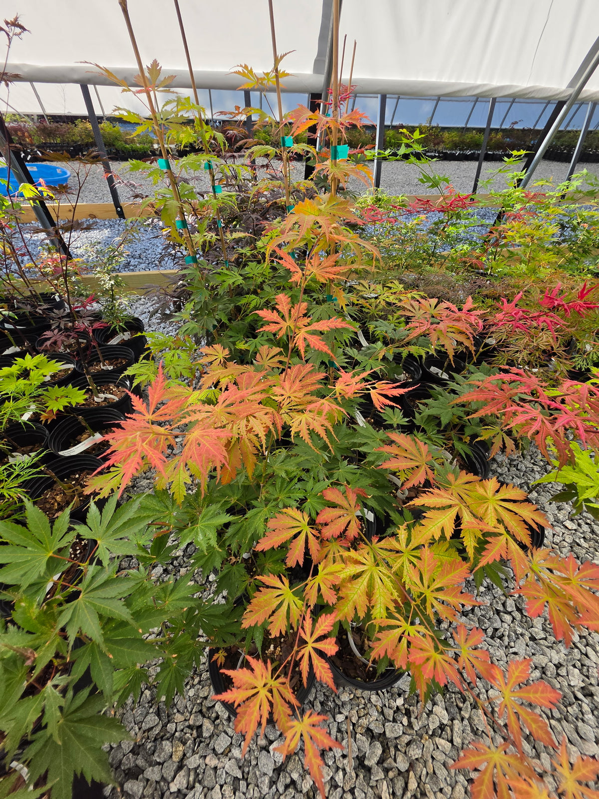 Acer Palmatum 'Ariadne'