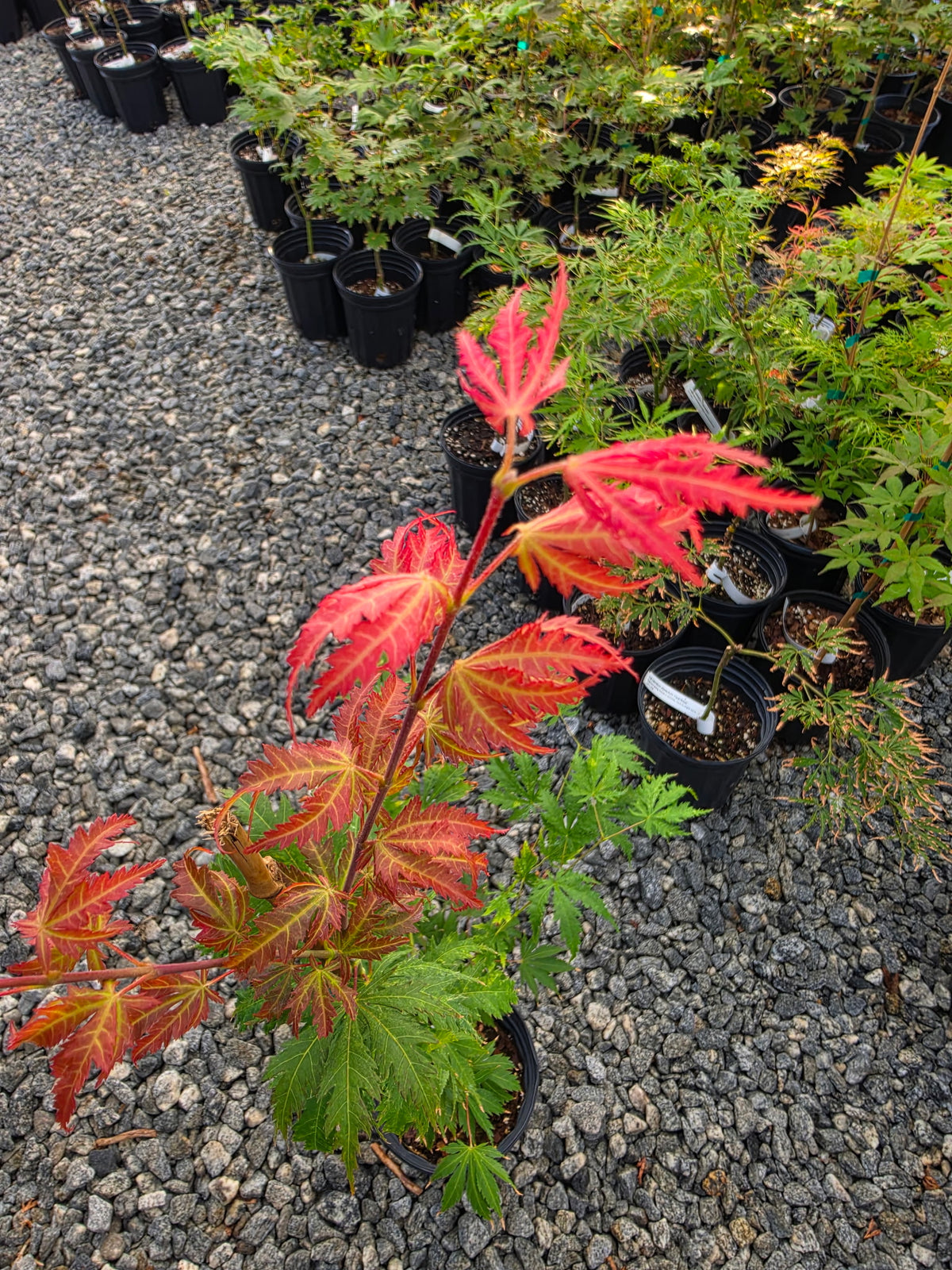 Acer Palmatum 'Ariadne'