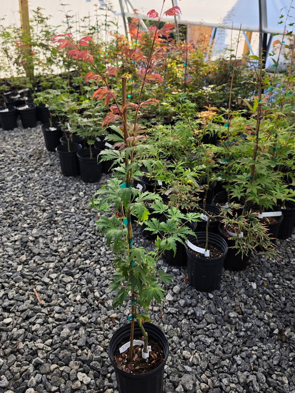 Acer Palmatum 'Ariadne'