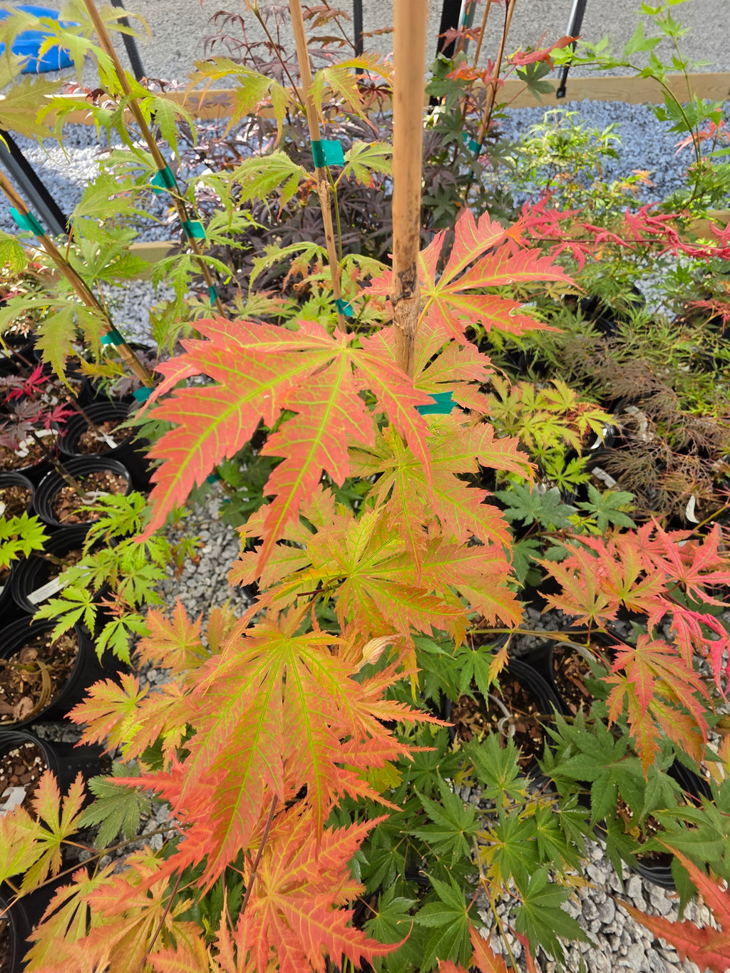 Acer Palmatum 'Ariadne'