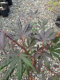 Acer Shirasawanum 'Purple Umbrella'