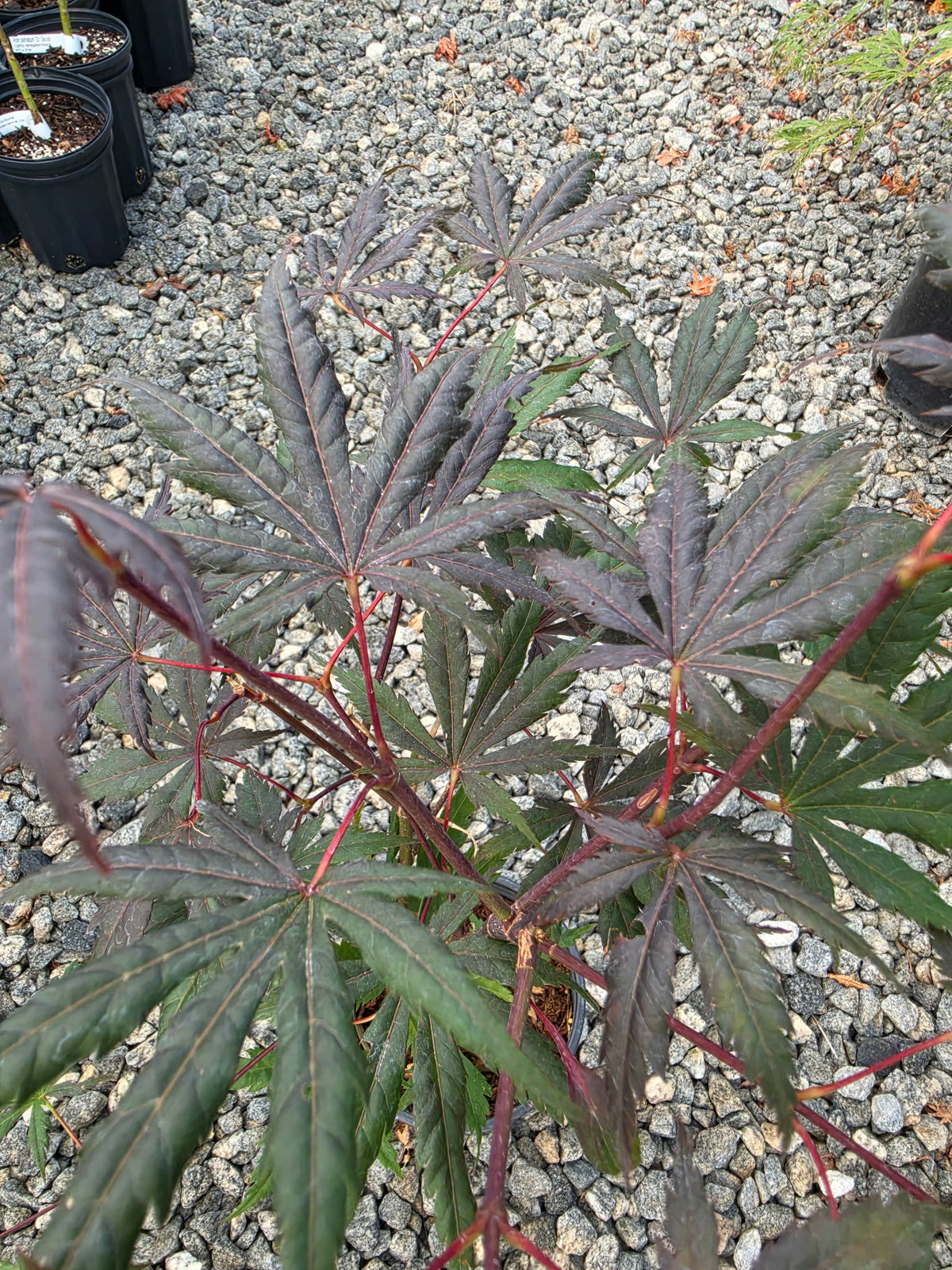 Acer Shirasawanum 'Purple Umbrella'