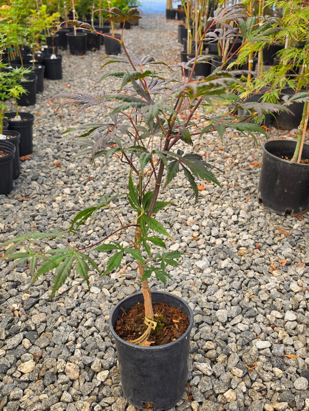 Acer Shirasawanum 'Purple Umbrella'