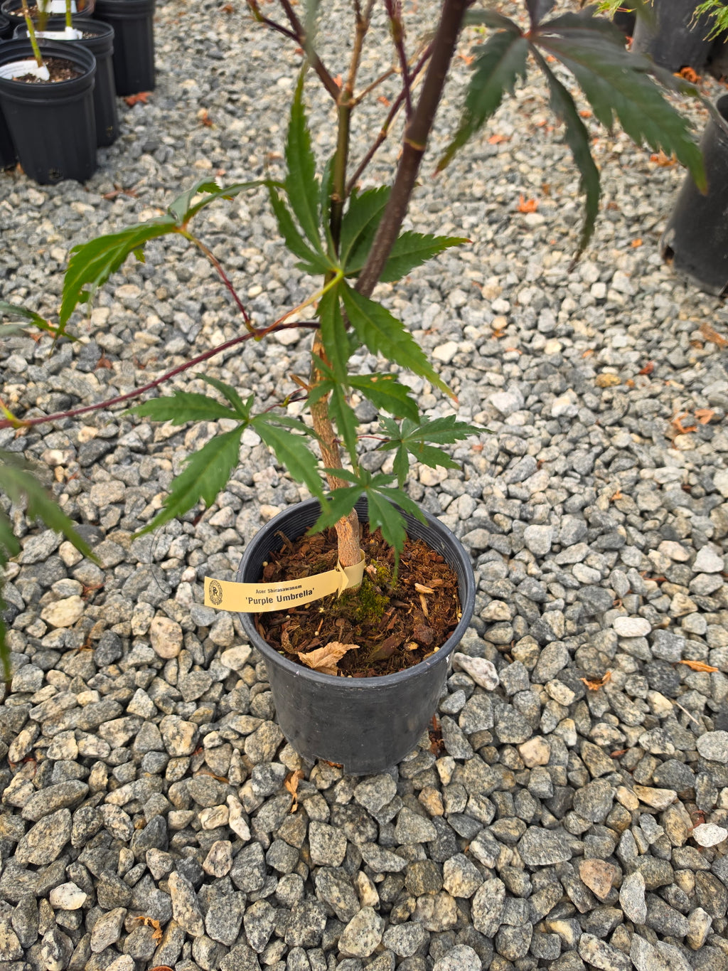 Acer Shirasawanum 'Purple Umbrella'