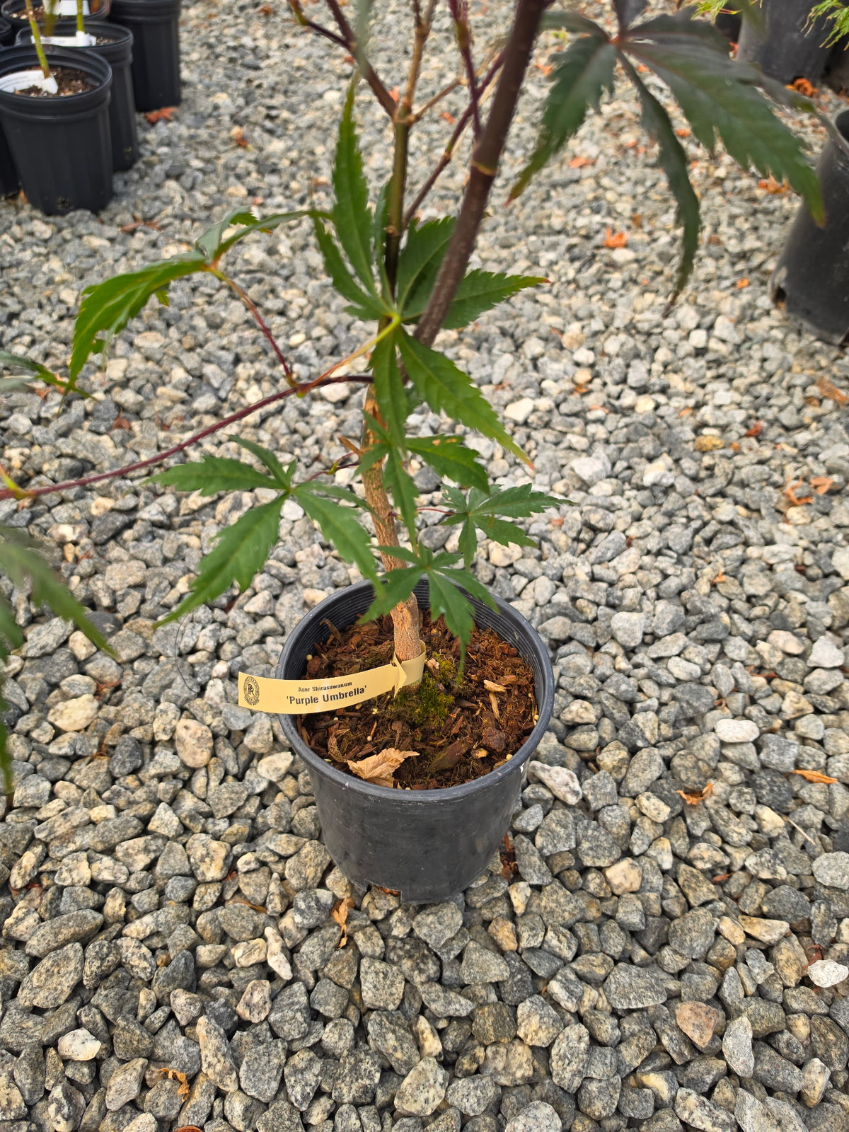 Acer Shirasawanum 'Purple Umbrella'