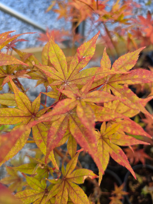Acer Palmatum 'Black Hole'