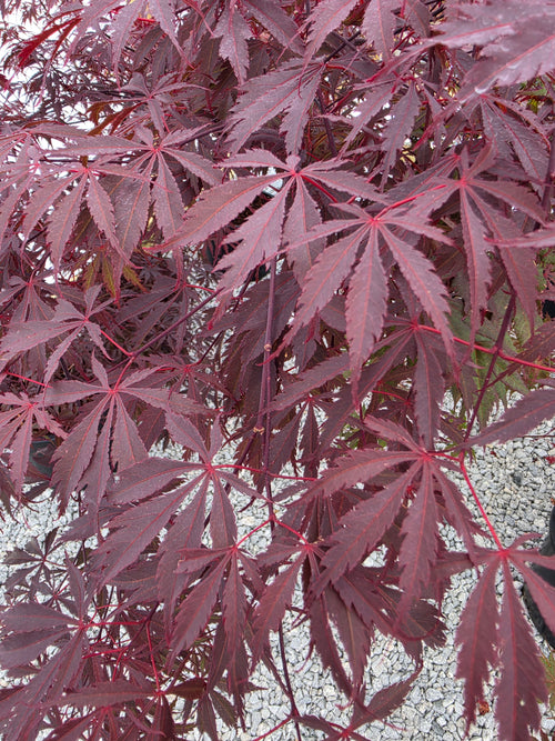 Acer palmatum 'Black Lace'