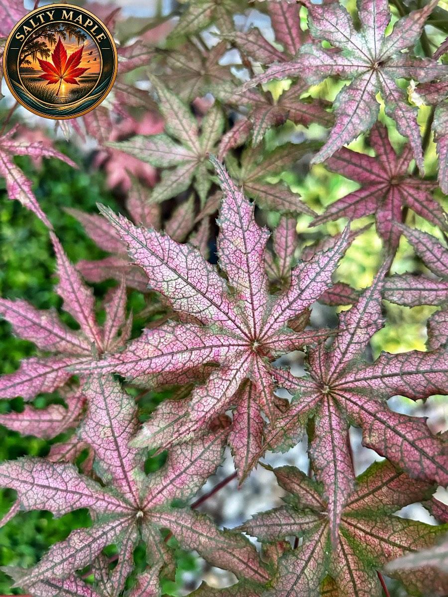 Acer Palmatum 'Frosted Purple'