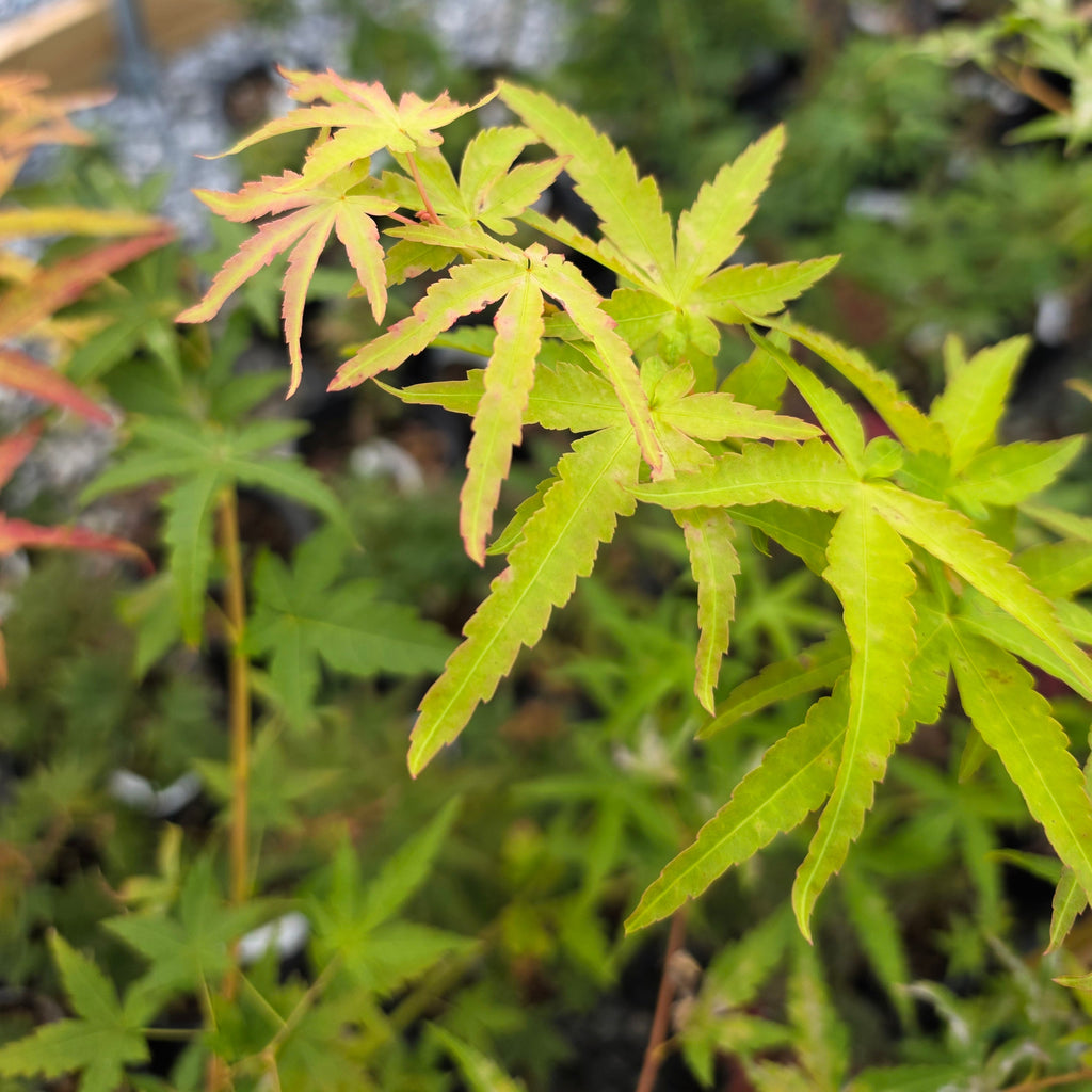 Acer Palmatum 'Golden Falls'