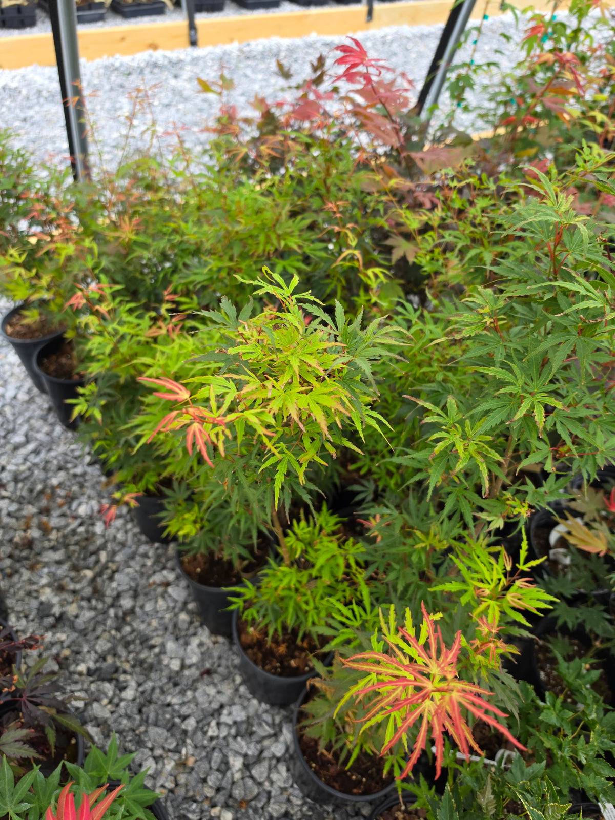 Acer Palmatum 'Green Strap'