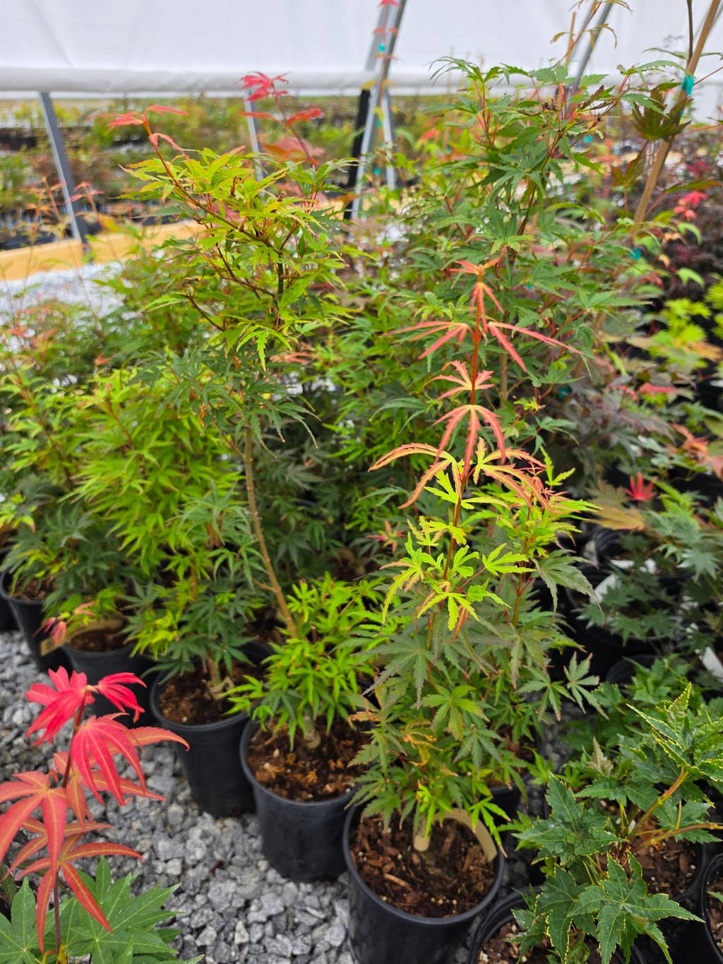 Acer Palmatum 'Green Strap'