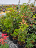 Acer Palmatum 'Green Strap'