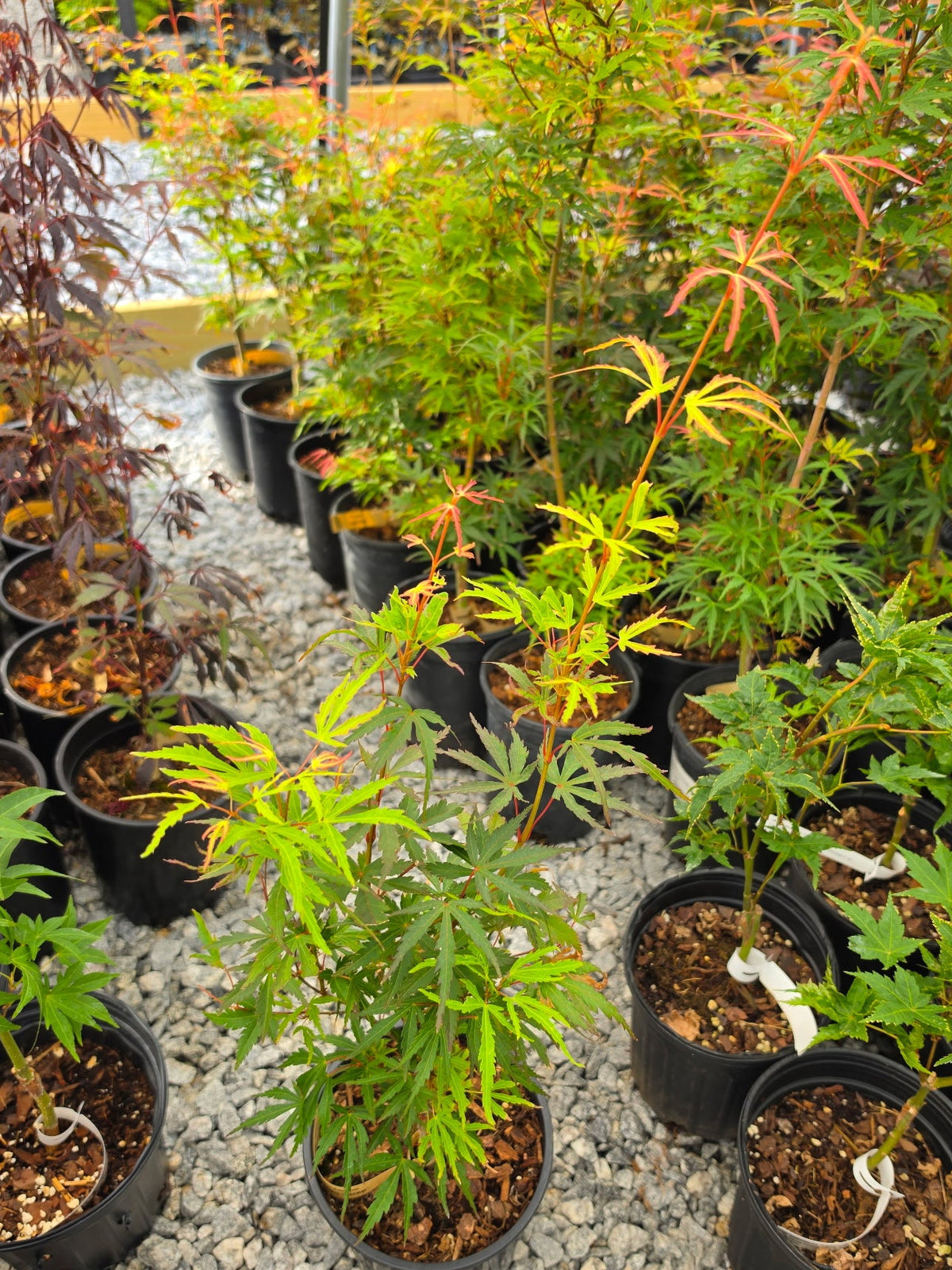 Acer Palmatum 'Green Strap'