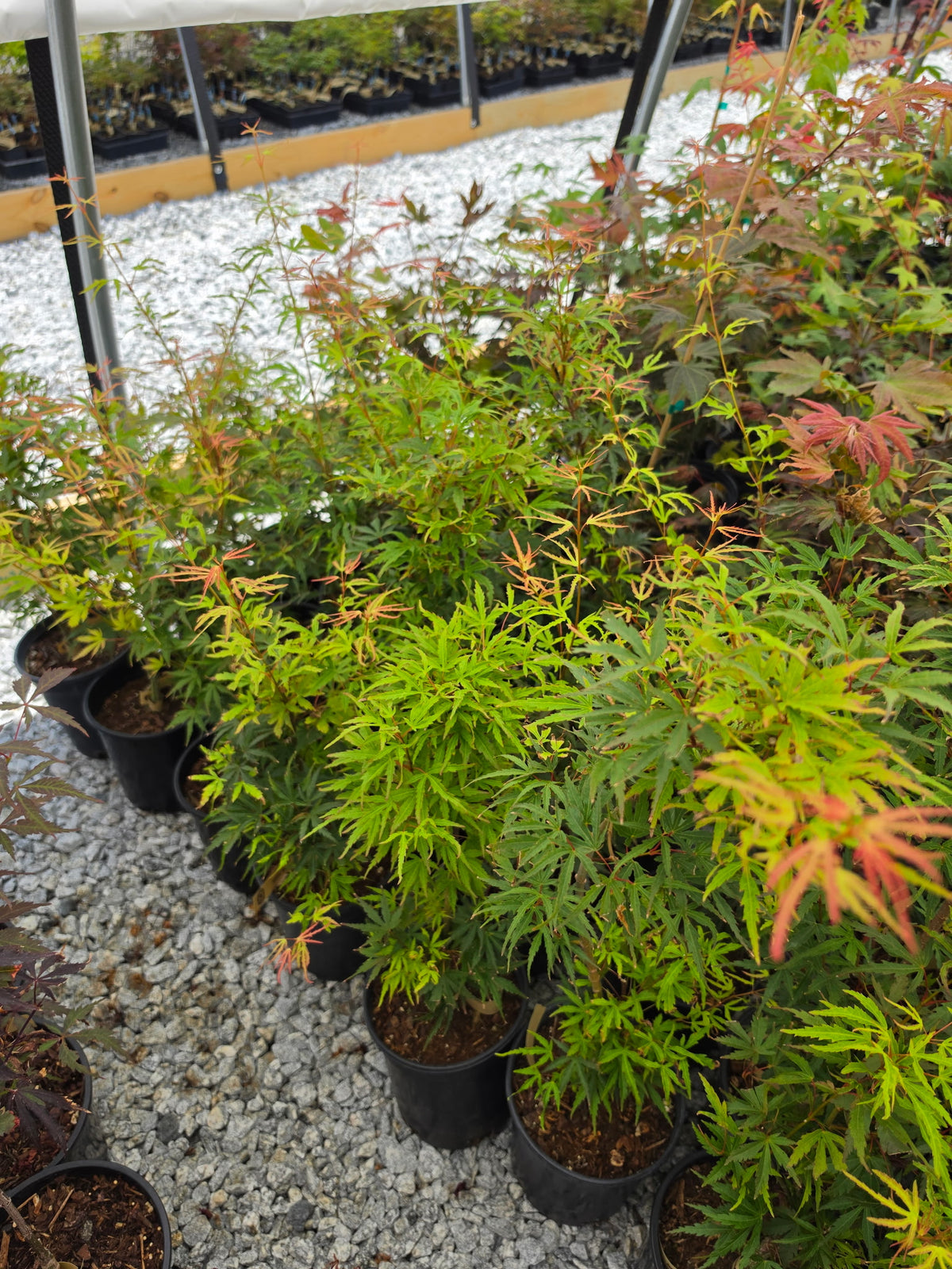 Acer Palmatum 'Green Strap'