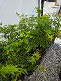 Acer Palmatum 'Japanese Lanterns'