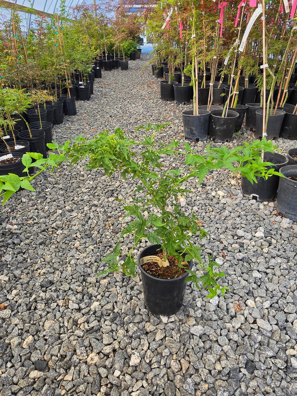 Acer Palmatum 'Japanese Lanterns'