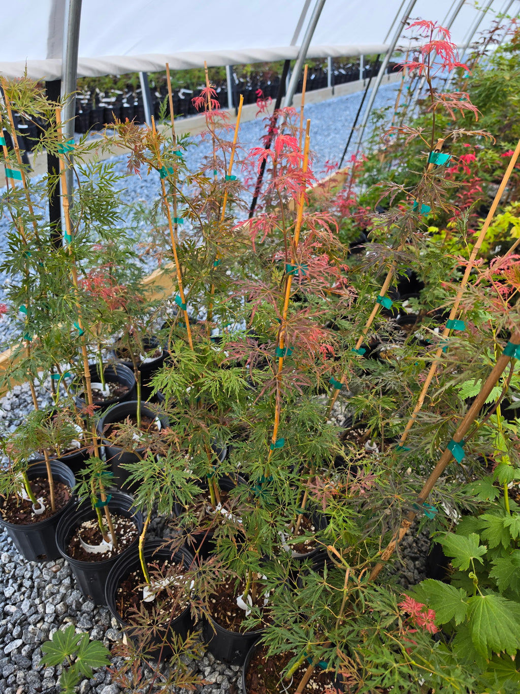 Acer Palmatum Dissectum 'Orangeola'