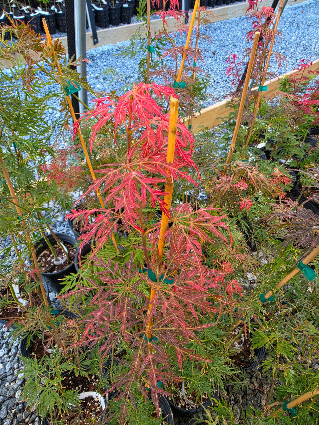 Acer Palmatum Dissectum 'Orangeola'