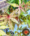 Acer Palmatum 'Pastel'