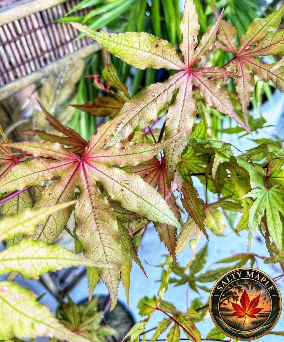 Acer Palmatum 'Pastel'