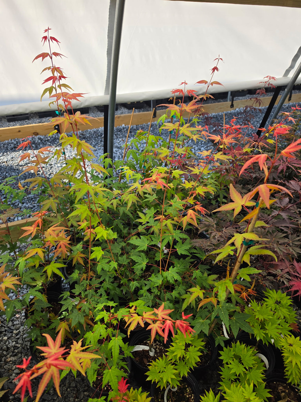 Acer Palmatum 'Pink Panther'