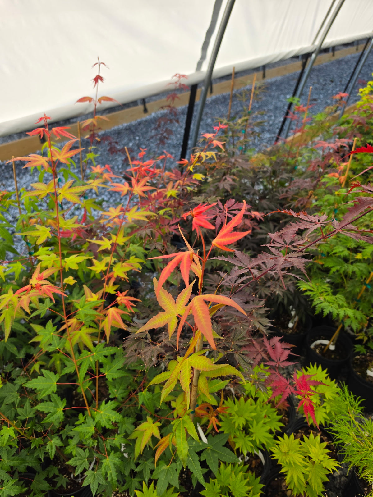 Acer Palmatum 'Pink Panther'