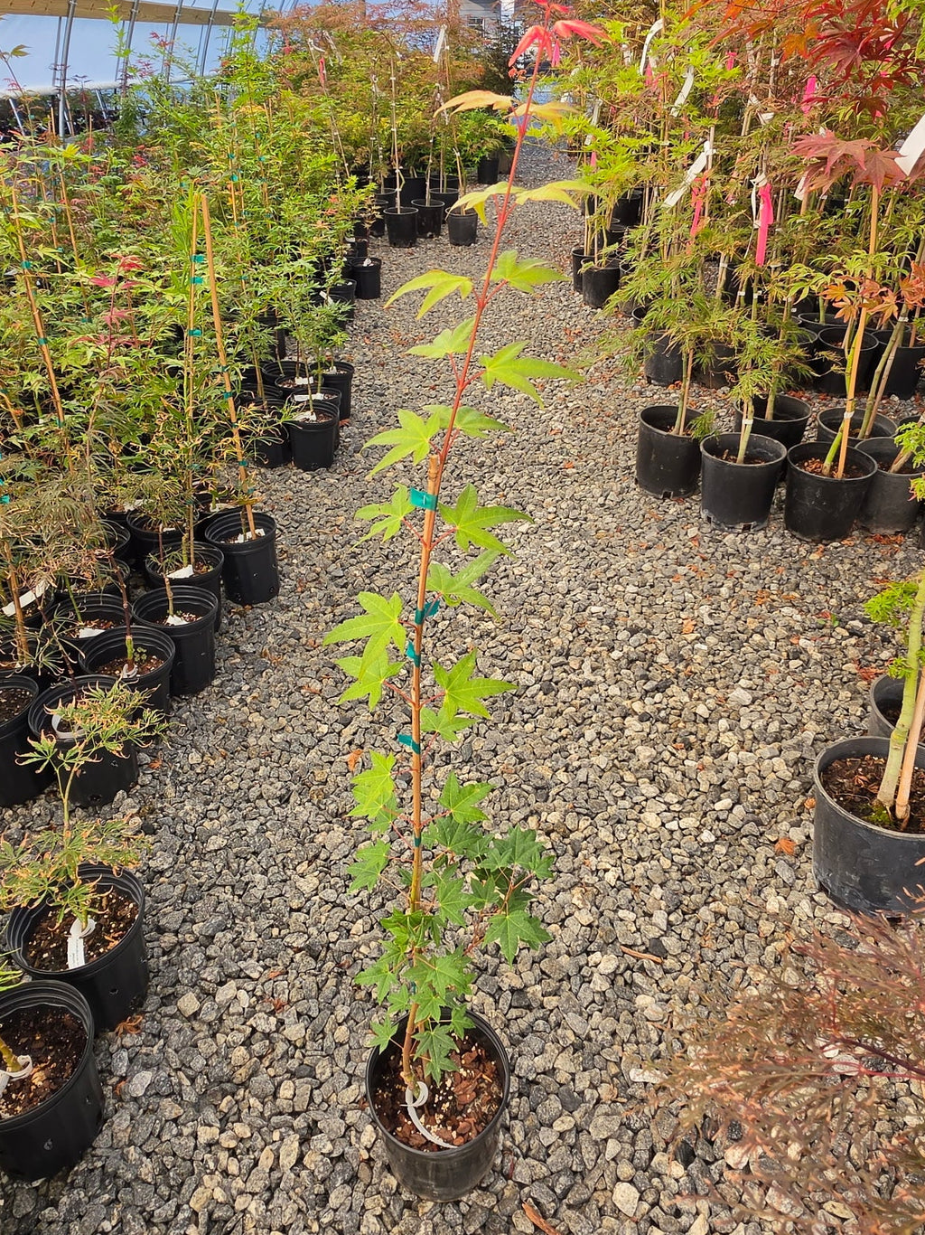 Acer Palmatum 'Pink Panther'
