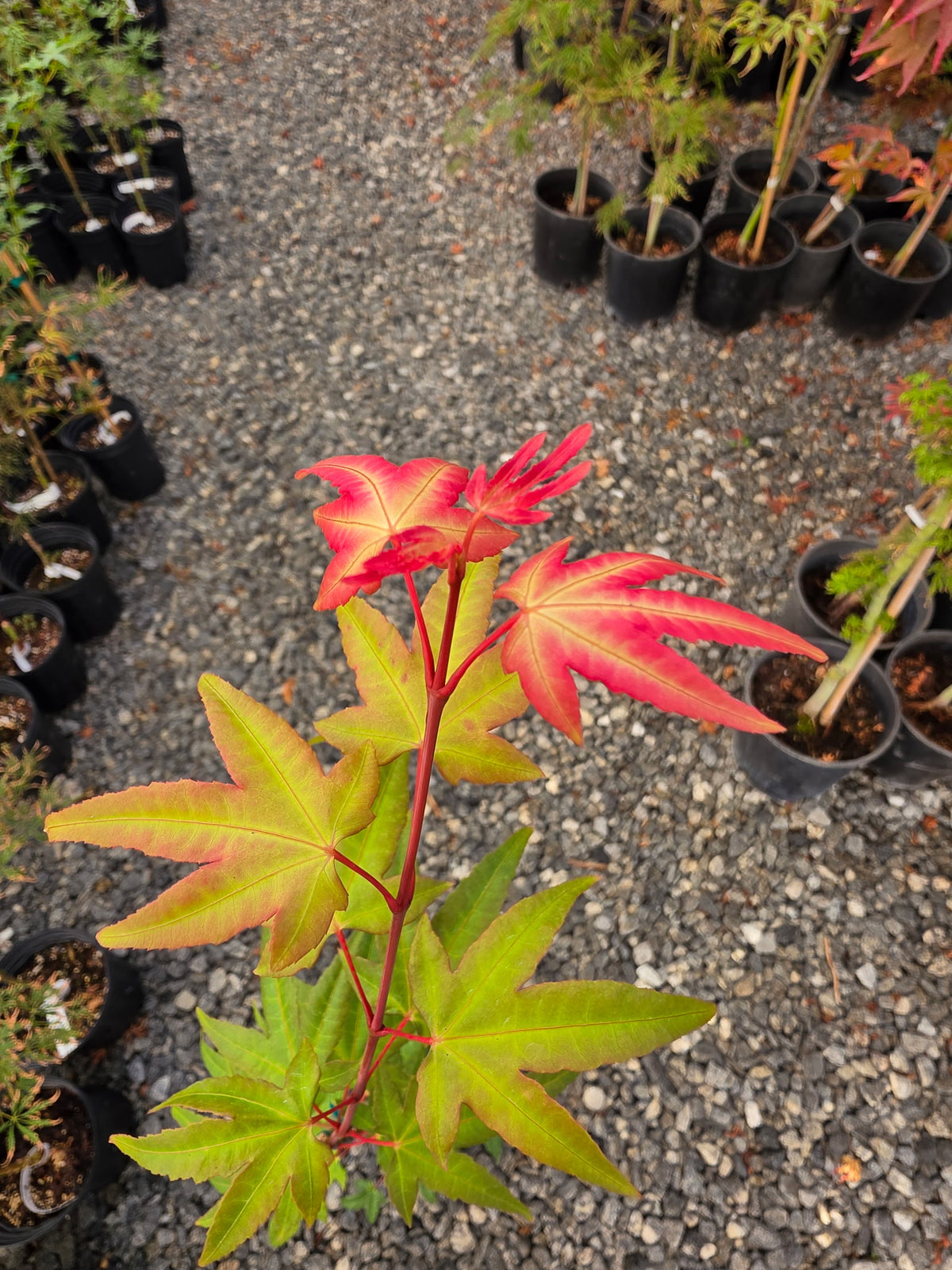 Acer Palmatum 'Pink Panther'