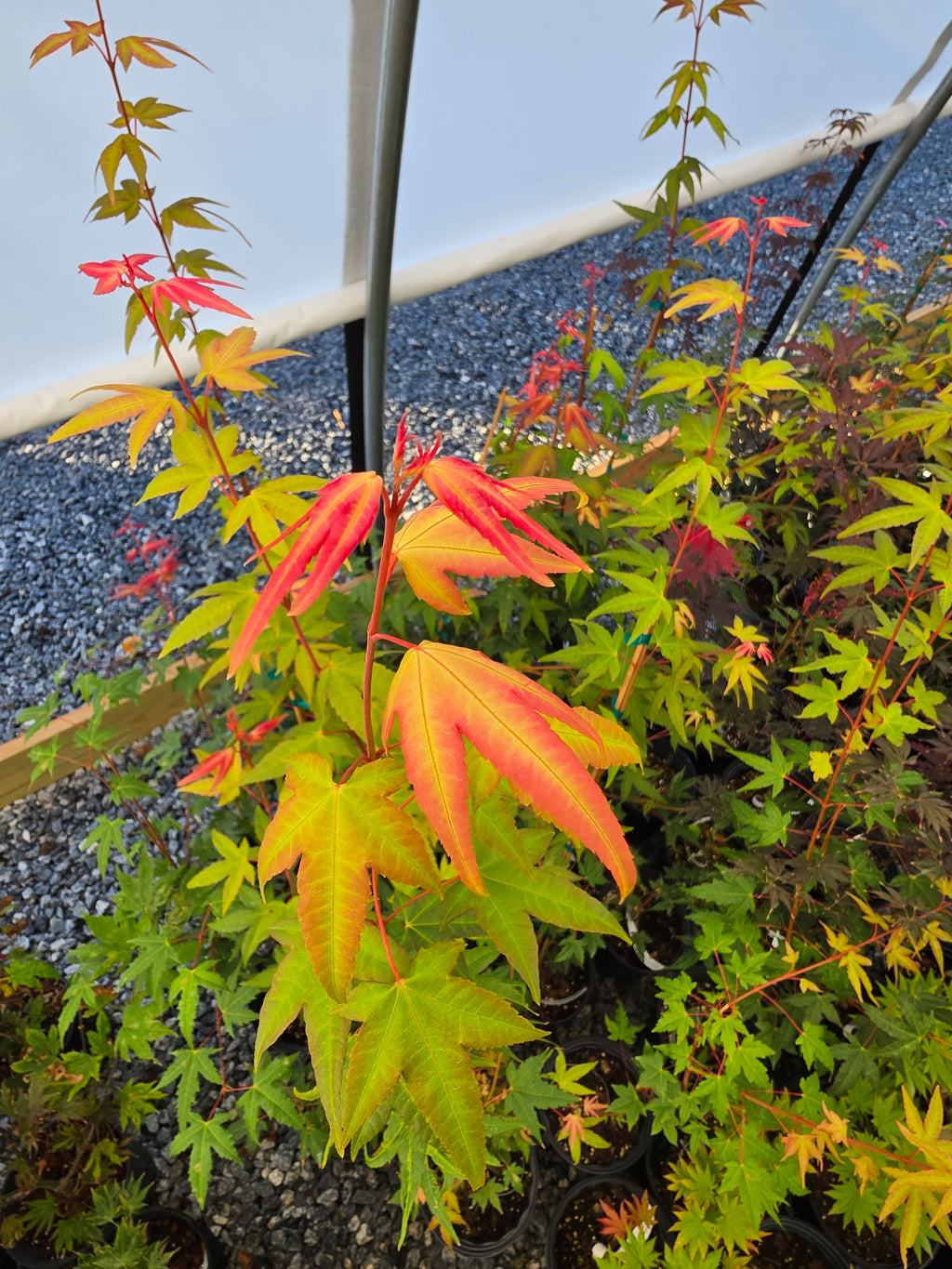 Acer Palmatum 'Pink Panther'