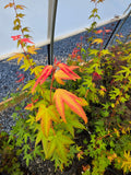 Acer Palmatum 'Pink Panther'
