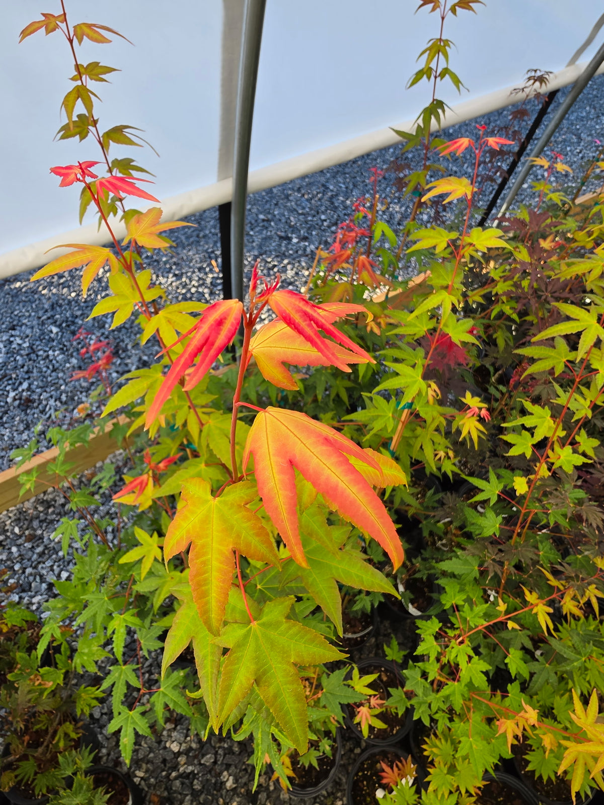 Acer Palmatum 'Pink Panther'