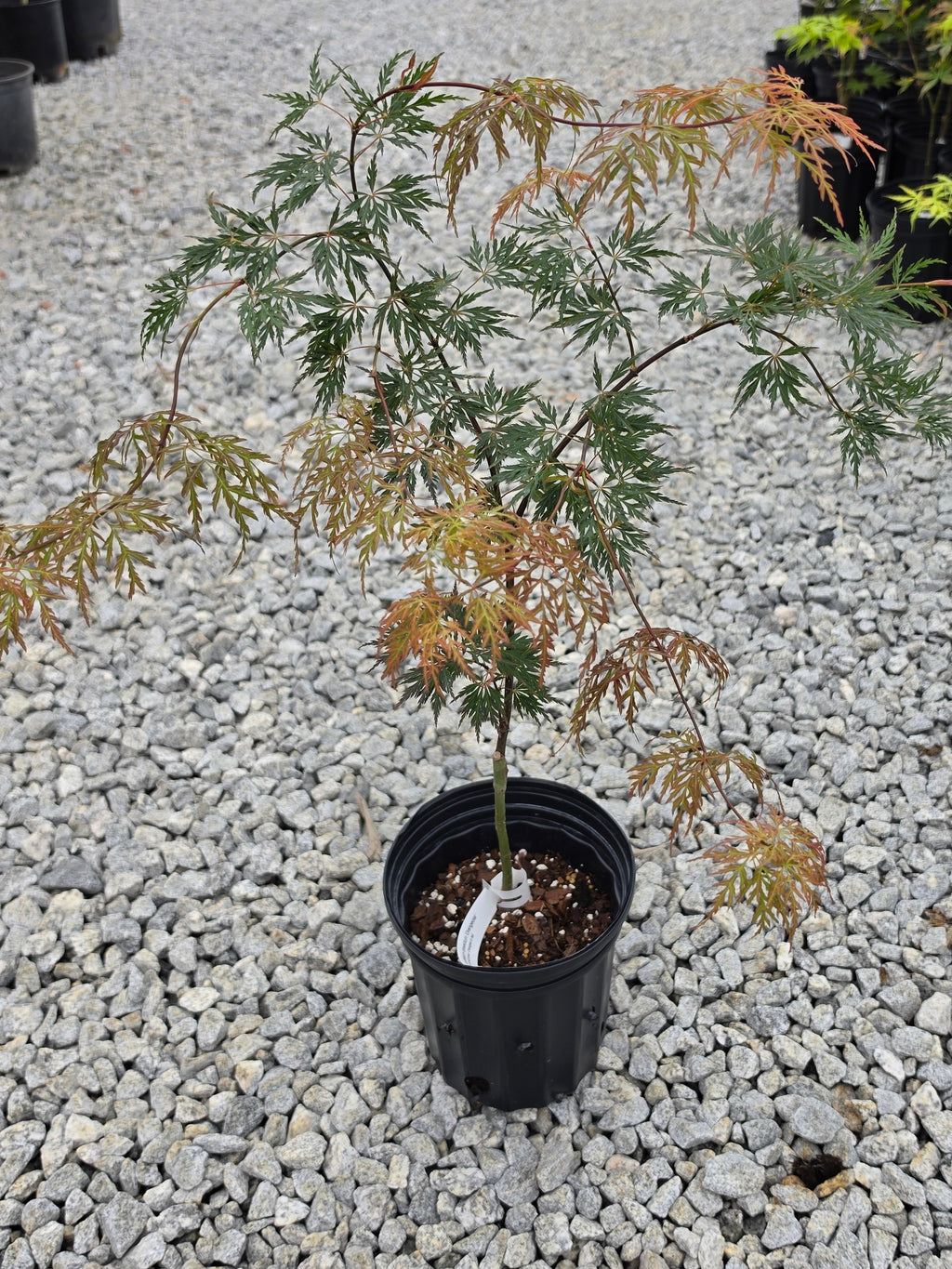 Acer Palmatum Dissectum 'Orangeola'