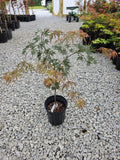 1 gallon Orangeola